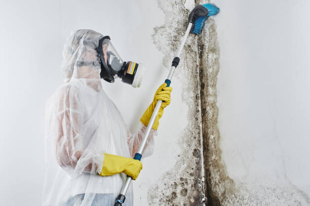 Best Emergency Mold Remediation in Cross Mountain, TX