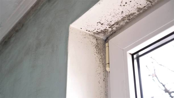 Best Black Mold Remediation in Cross Mountain, TX