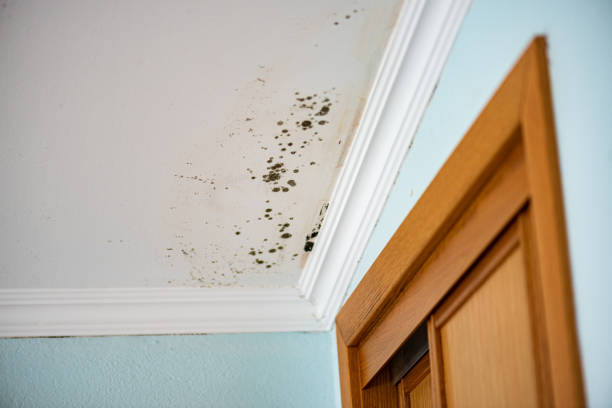 Best White Mold Remediation in Cross Mountain, TX