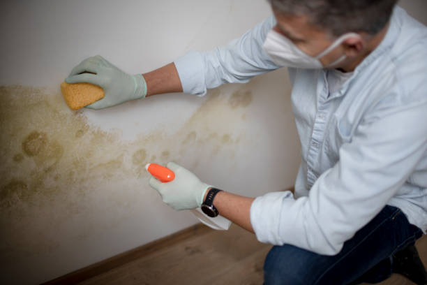 Best Industrial Mold Remediation in Cross Mountain, TX