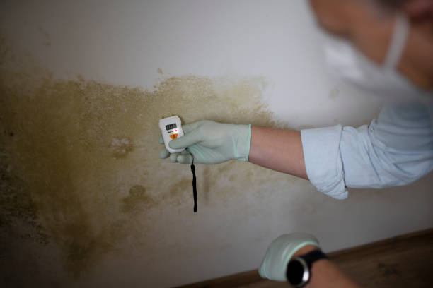 Best Post-Remediation Services in Cross Mountain, TX