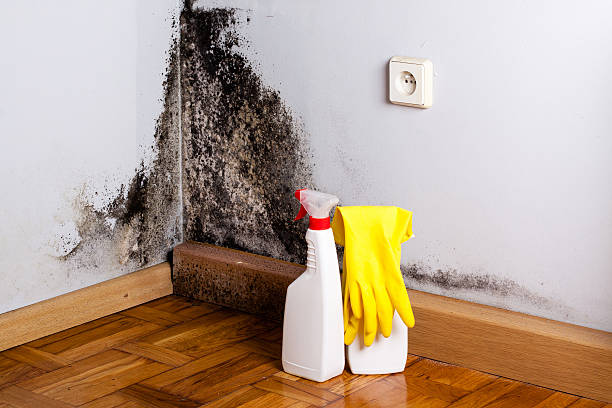 Best DIY Mold Remediation Support Services in Cross Mountain, TX